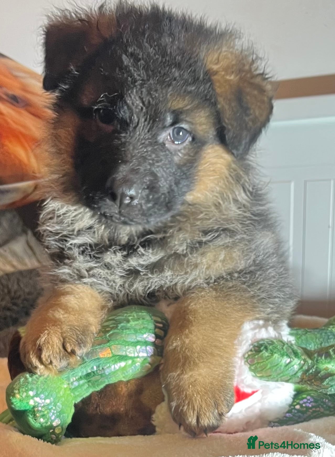 German Shepherd dogs Outstanding long haired Gsd pups  for sale  - Advert 4