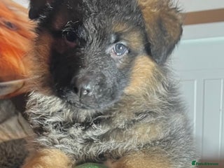 German Shepherd dogs Outstanding long haired Gsd pups for sale - Advert 15