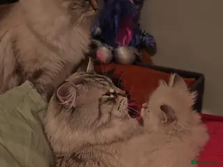 Siberian cats NM babies from GCCF/TICA parents - Advert 1