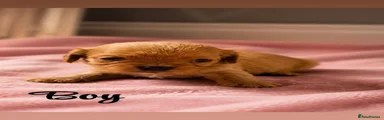 Cavalier King Charles Spaniel 3