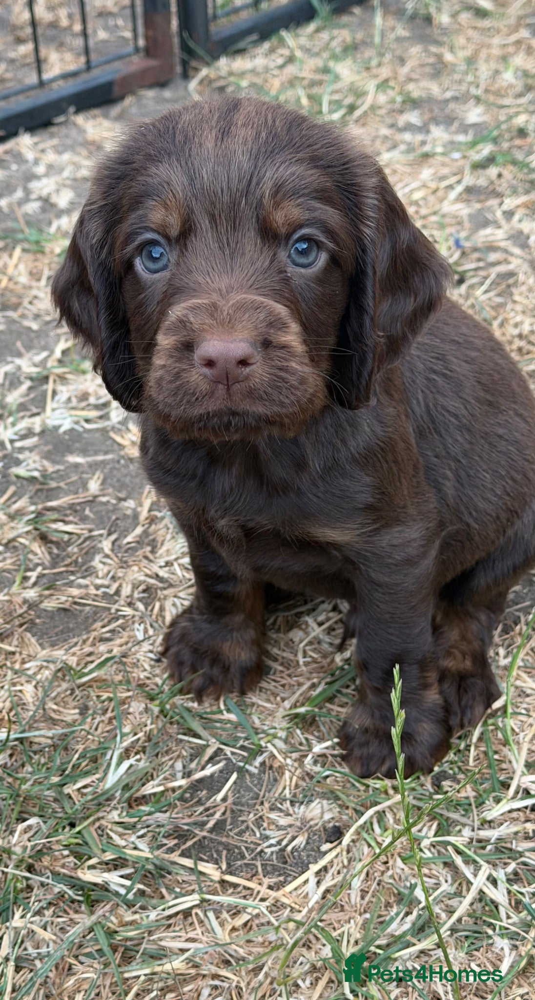 Cocker Spaniel dogs Extensively health tested working cocker spaniels  - Advert 2