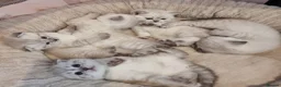 Scottish Fold cats for sale: Scottish Straight and Scottish Fold  - Advert 6