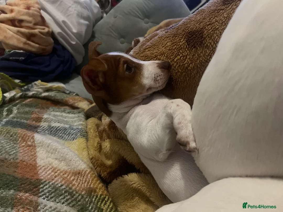 Jack Russell dogs for sale: Stunning Miniature Jack Russell Puppies!!! - Advert 10