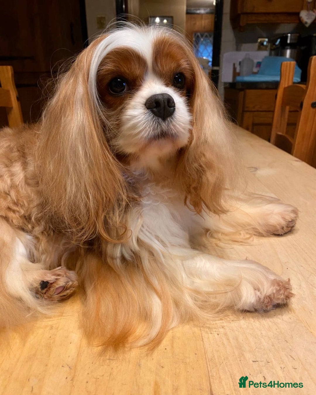 Cavalier King Charles Spaniel dogs for sale: Stunning cavalier King Charles puppies  - Image 6