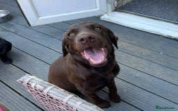 Labrador Retriever dogs for sale: Chocolate Labrador Retriever needs forever home.  - Image 5