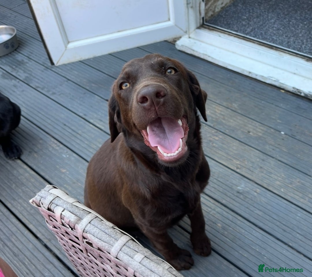 Labrador Retriever dogs for sale: Chocolate Labrador Retriever needs forever home.  - Image 5