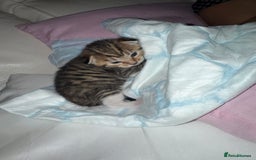Mixed Breed cats for sale: Beautiful Tabby - Image 6