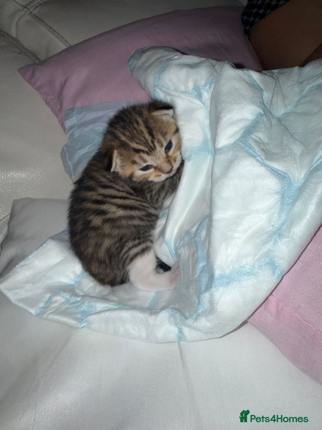 Mixed Breed cats for sale: Beautiful Tabby - Image 6