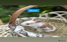 Mini Lop rabbits for sale: Baby Rabbits - Image 4