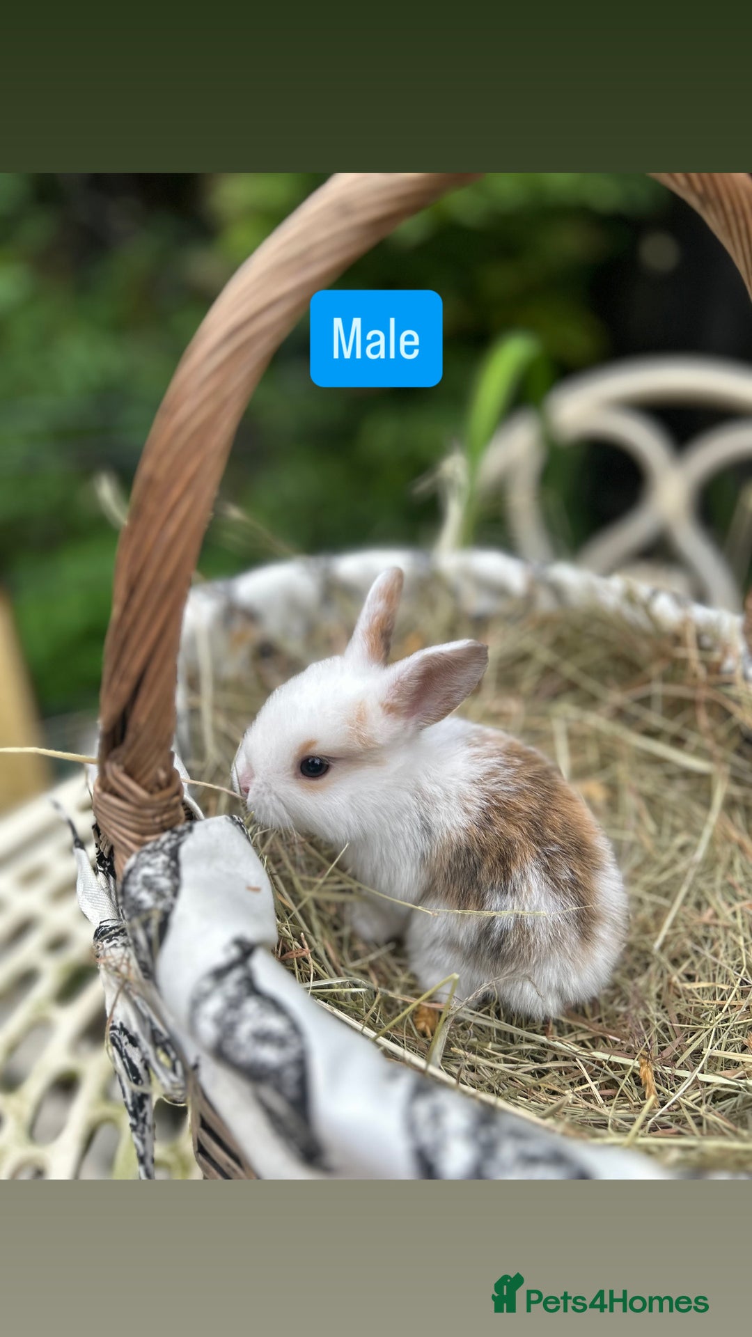 Mini Lop rabbits for sale: Baby Rabbits - Image 4