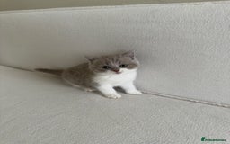British Shorthair cats for sale: British Short Hair/ British Longhair 🐾 in Manchester - Image 17