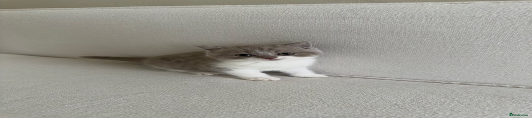 British Shorthair Kitten 5