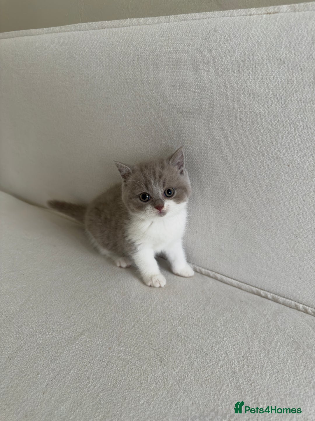 British Shorthair cats for sale: British Short Hair/ British Longhair 🐾 in Manchester - Image 17