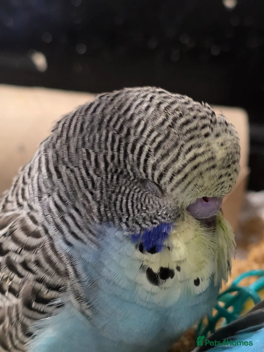 Budgerigars birds for sale: Baby budgies for sale  in Corby - Advert 2