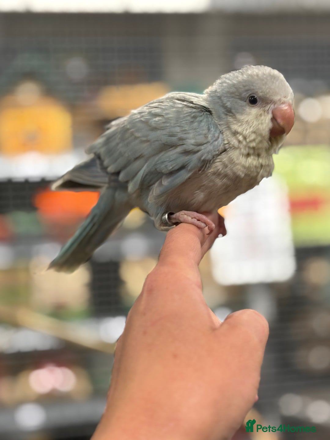 Parrots birds for sale: Beautiful Handreared baby Quakers  - Image 5