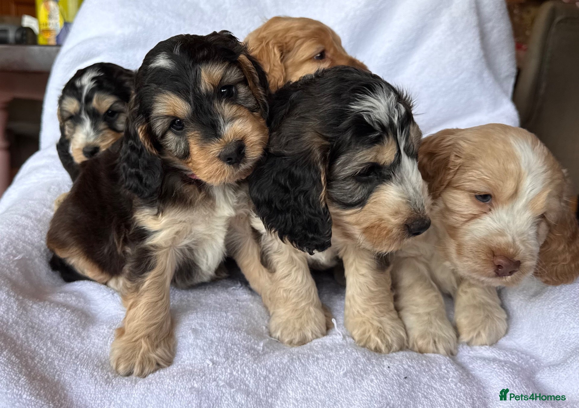 Cockapoo dogs Adorable f1 cockapoos - Advert 1