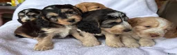 Cockapoo dogs for sale: Adorable f1 cockapoos - Advert 1