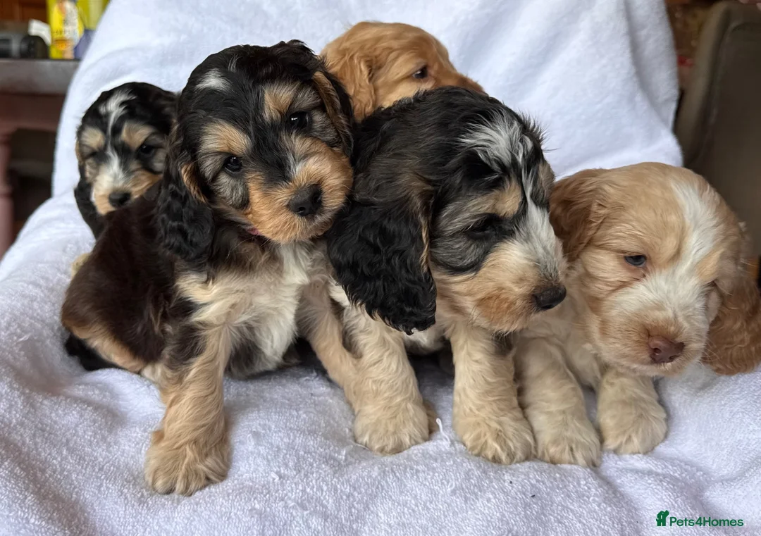 Cockapoo dogs for sale: Adorable f1 cockapoos - Advert 1