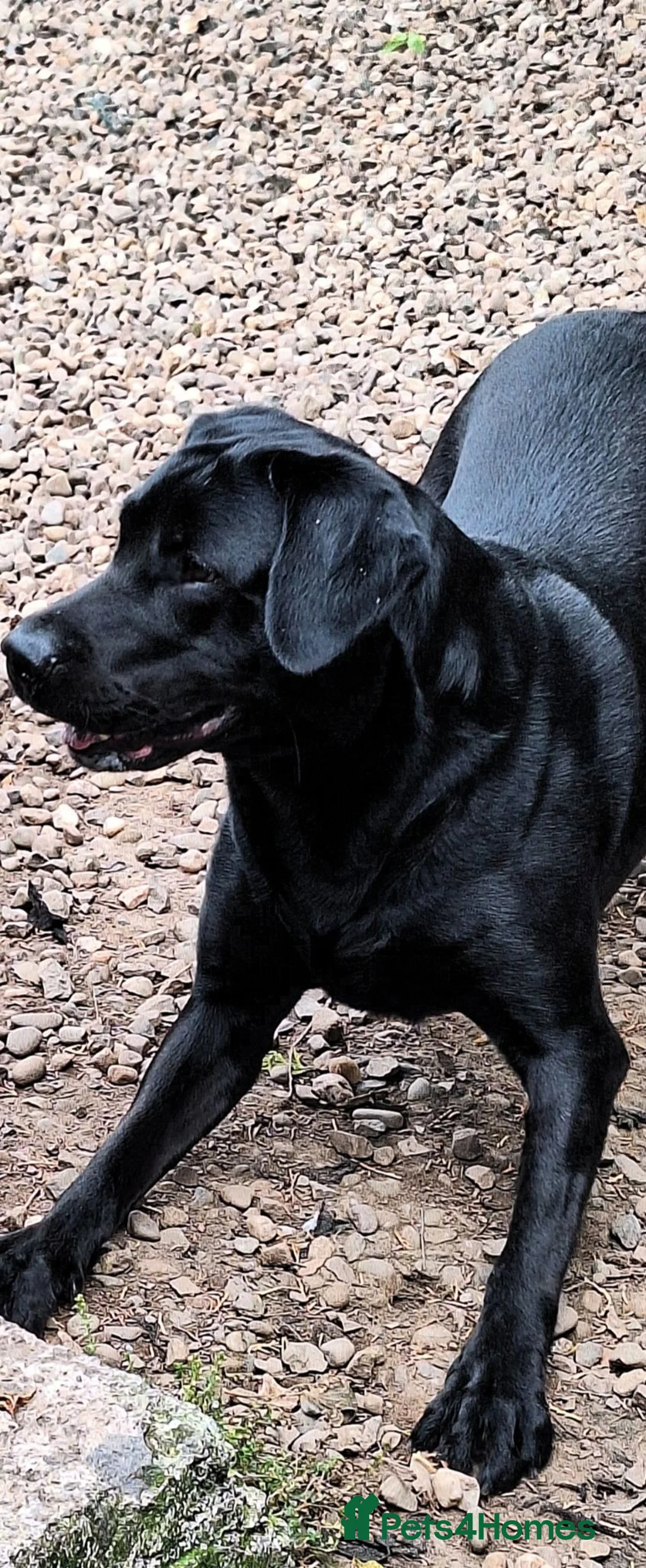 Labrador Retriever dogs for stud: ** Fully Health Tested Stud Dog ** - Advert 6