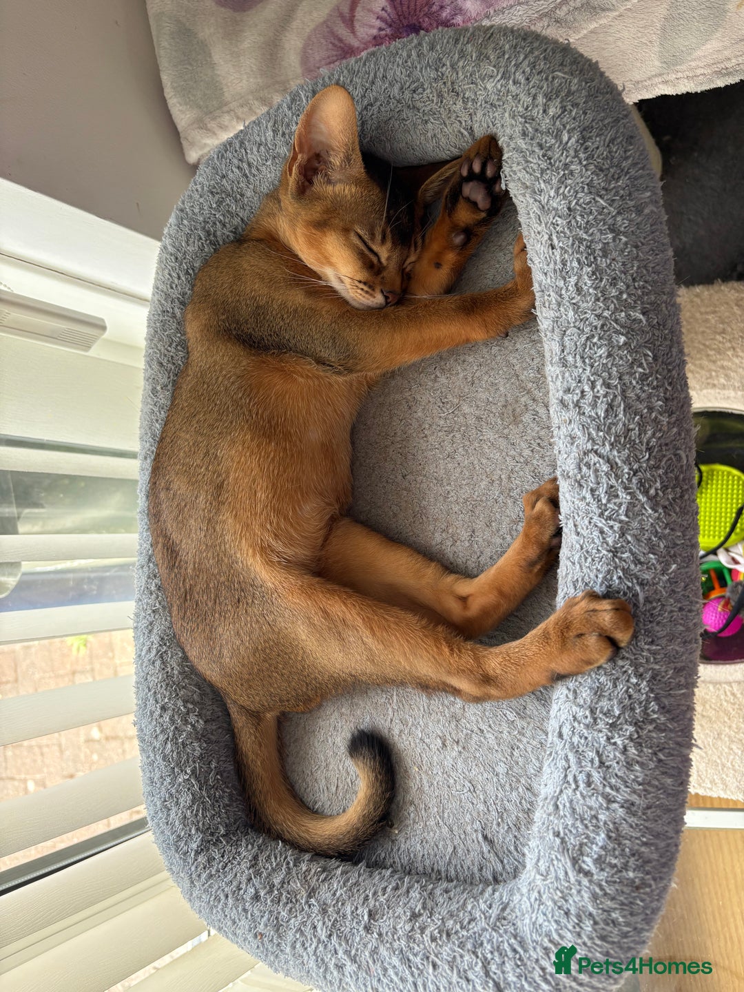 Abyssinian cats for sale: Cute Abyssinian kitten pedigree male - breeding  in Newcastle upon Tyne - Image 5