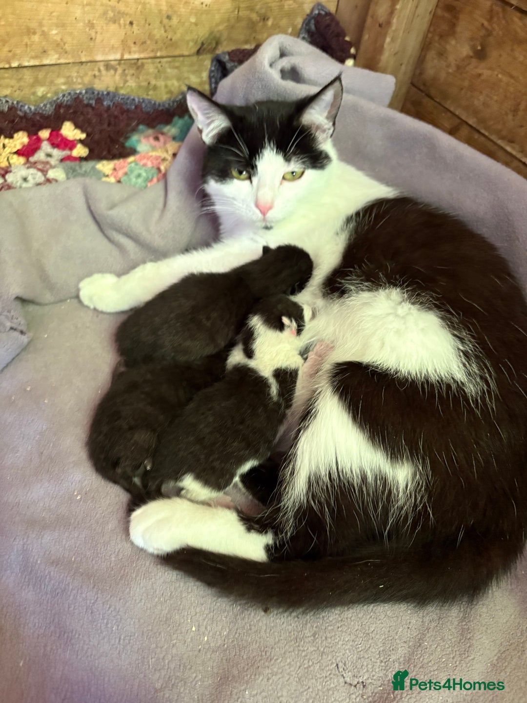 Domestic Shorthair cats for sale: Last 2 beautiful kittens - Image 2