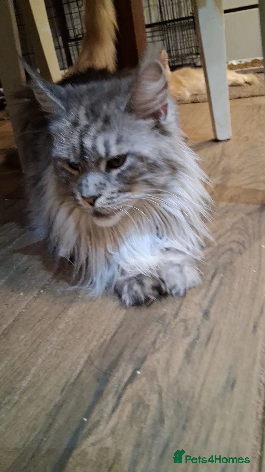 Maine Coon cats for sale: Maine Coon xl  - Advert 2