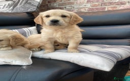 Golden Retriever dogs for sale: 5⭐️ Golden Retriever Puppies - Ready Soon ❤️🐶 - Image 9
