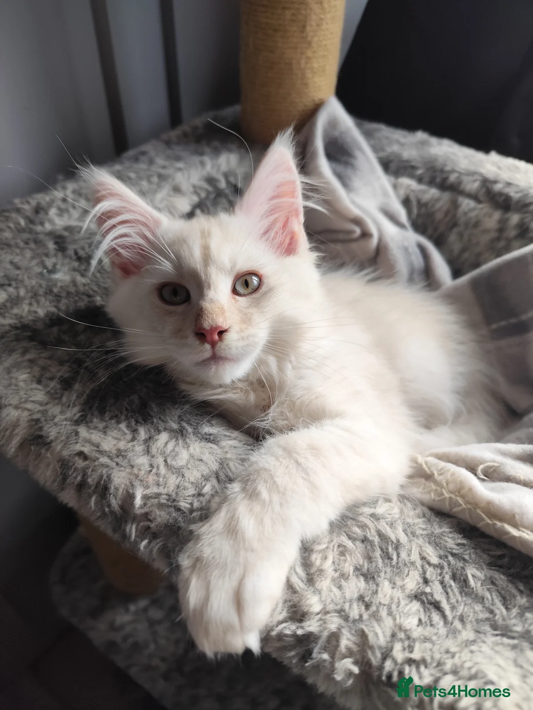 Maine Coon cats for sale: Beautiful Maine Coon Kittens – for Loving Homes - Advert 2