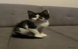 British Shorthair cats for sale: Black and white kittens! - Image 3