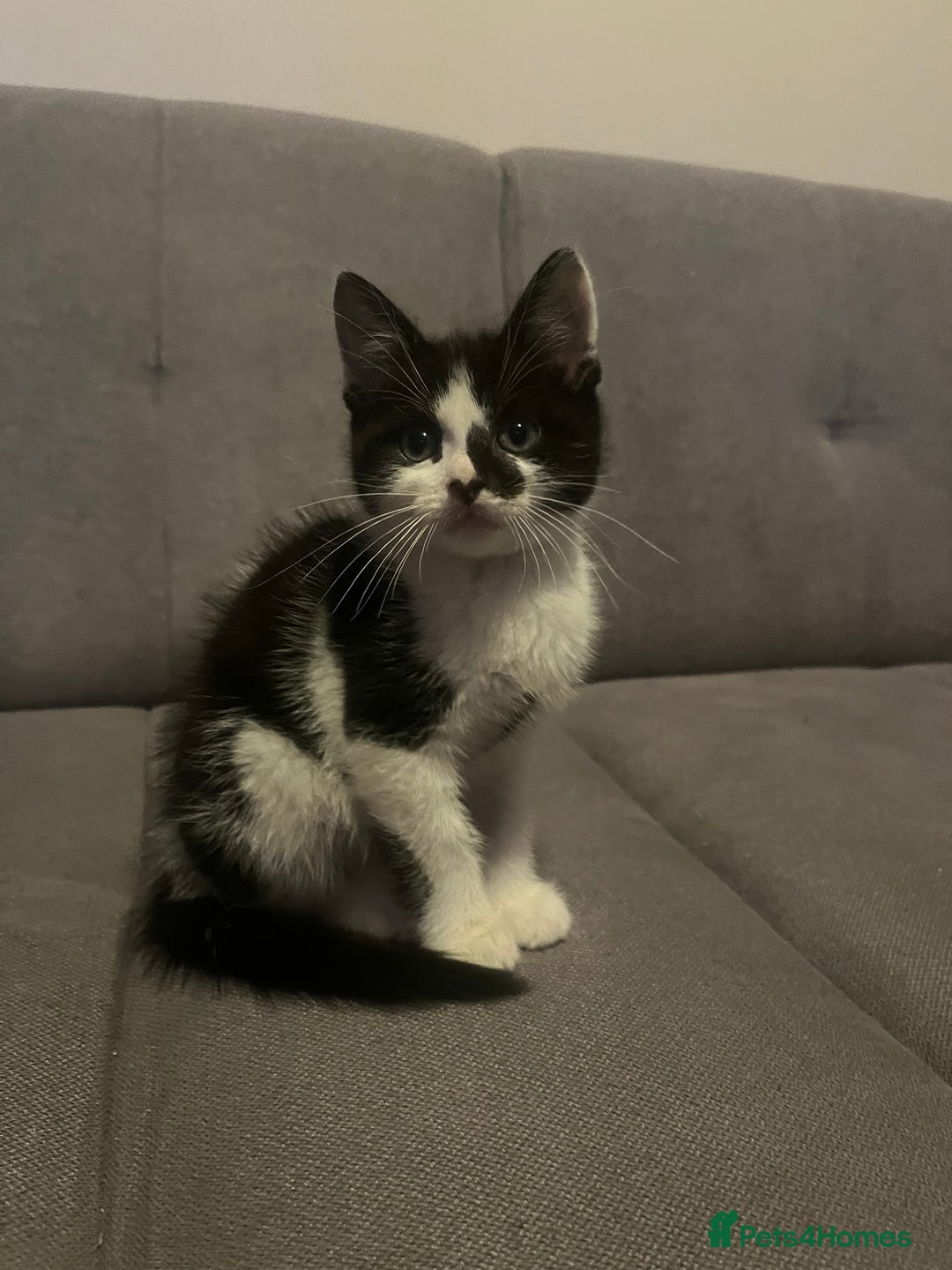 British Shorthair cats for sale: Black and white kittens! - Image 3