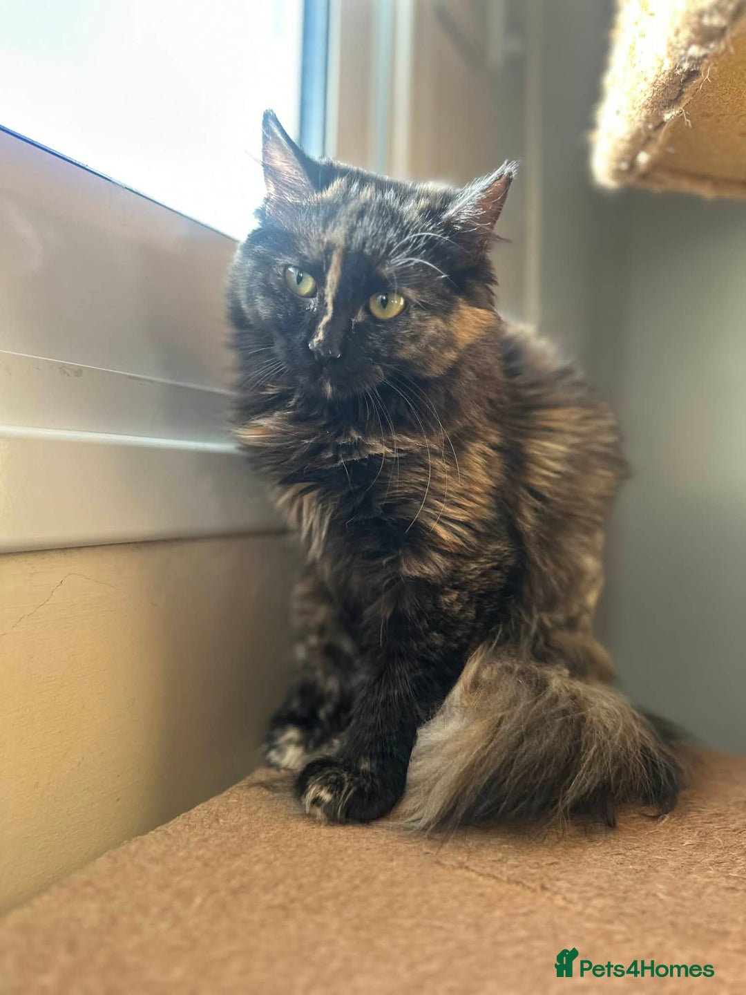 Mixed Breed cats for adoption: Sasha and Nori the fluffy divas - Advert 4