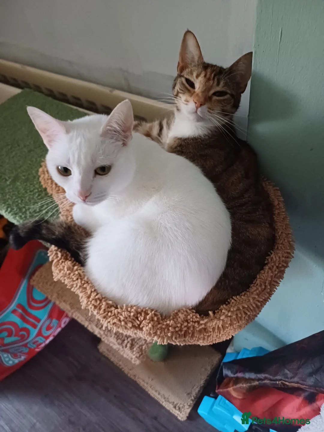 Mixed Breed cats for sale: 2 Female bonded pair  in Coventry - Advert 2