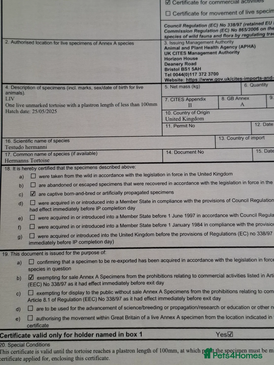 Hermann Tortoise reptiles for sale: Hermann Tortoises  - Advert 2