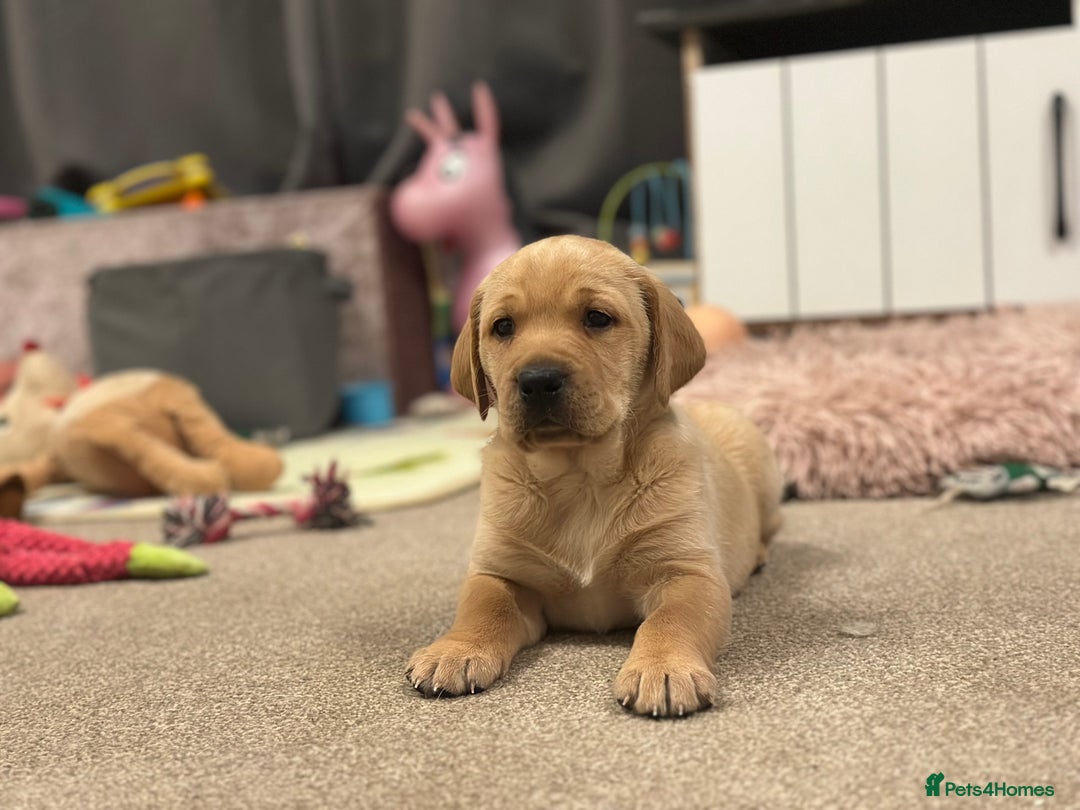 Golden Retriever dogs for sale: Friendly happy healthy, stunning puppies  - Advert 5