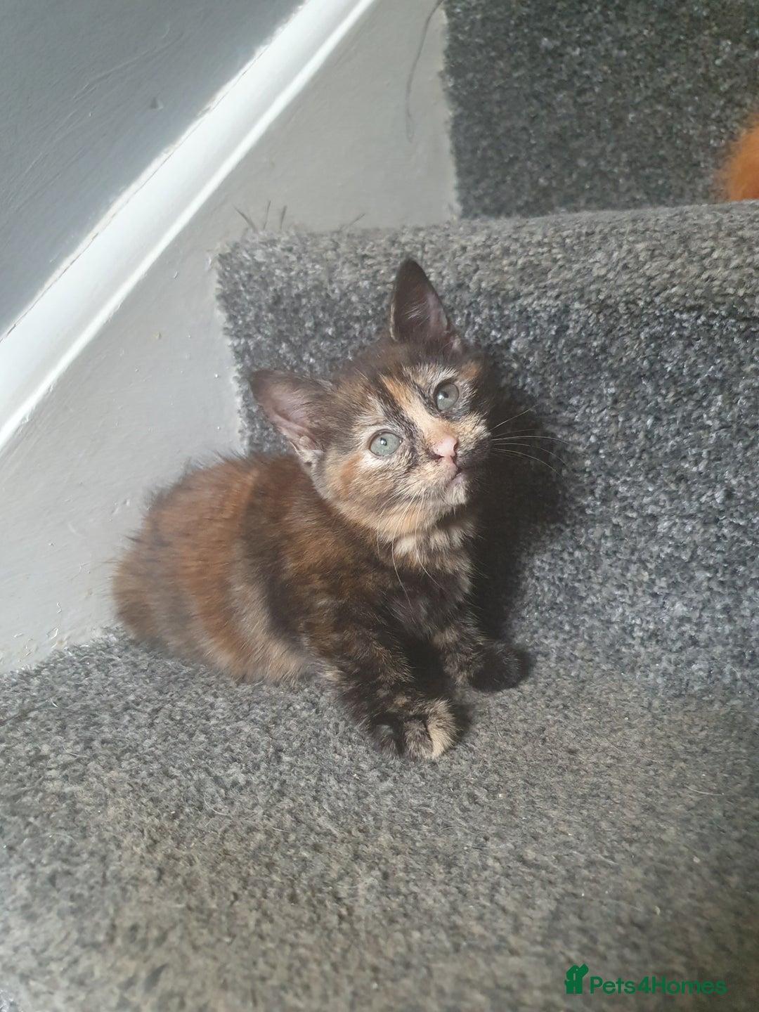 Mixed Breed cats for sale: Playful female kitten - Image 4