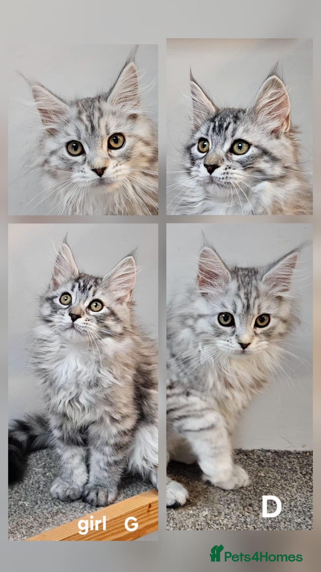 Maine Coon cats for sale: Large Maine Coon kittens regd European bloodline - Advert 20