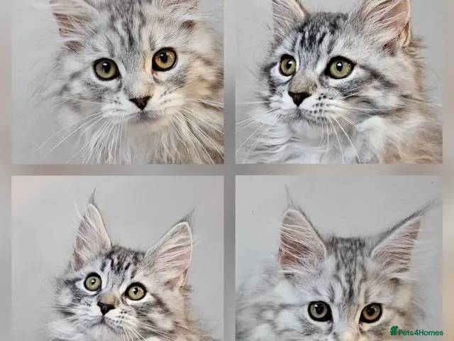 Maine Coon cats for sale: Large Maine Coon kittens regd European bloodline - Advert 16