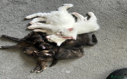 Maine Coon cats for sale: Maine coon X British short hair - Image 1