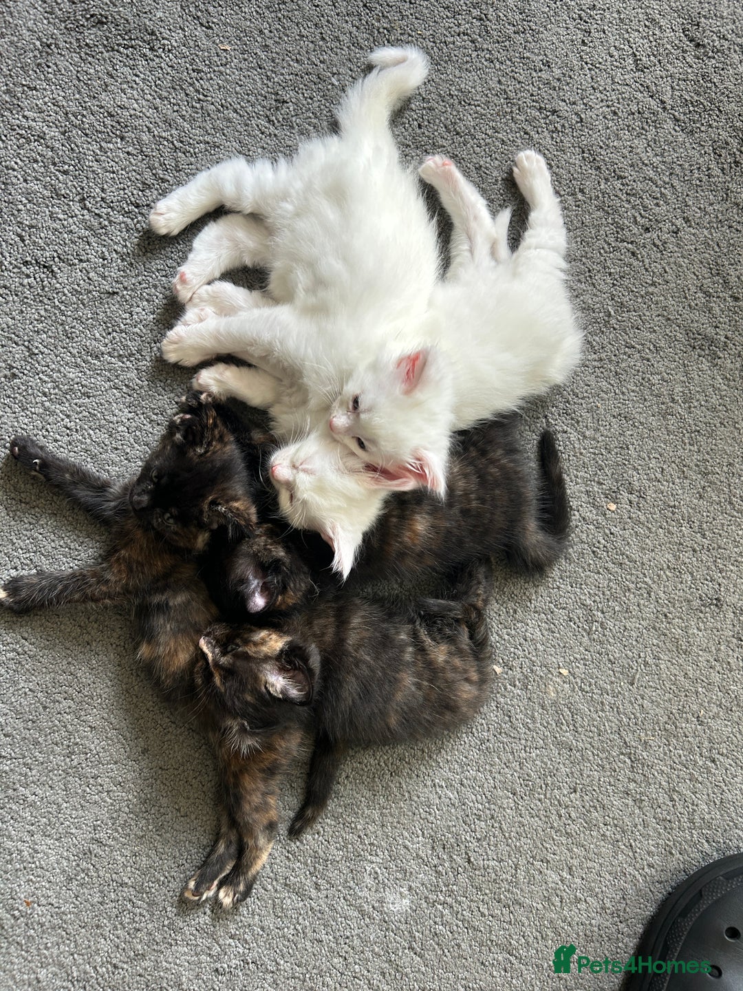 Maine Coon cats for sale: Maine coon X British short hair - Image 1