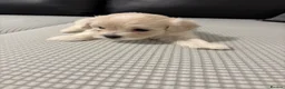 Bichon Frise dogs for sale: Bichon Frise Puppies for sale  - Advert 4