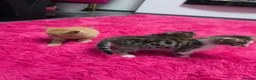 Mixed Breed cats for sale: Beautifull kittens ready to go  - Advert 28