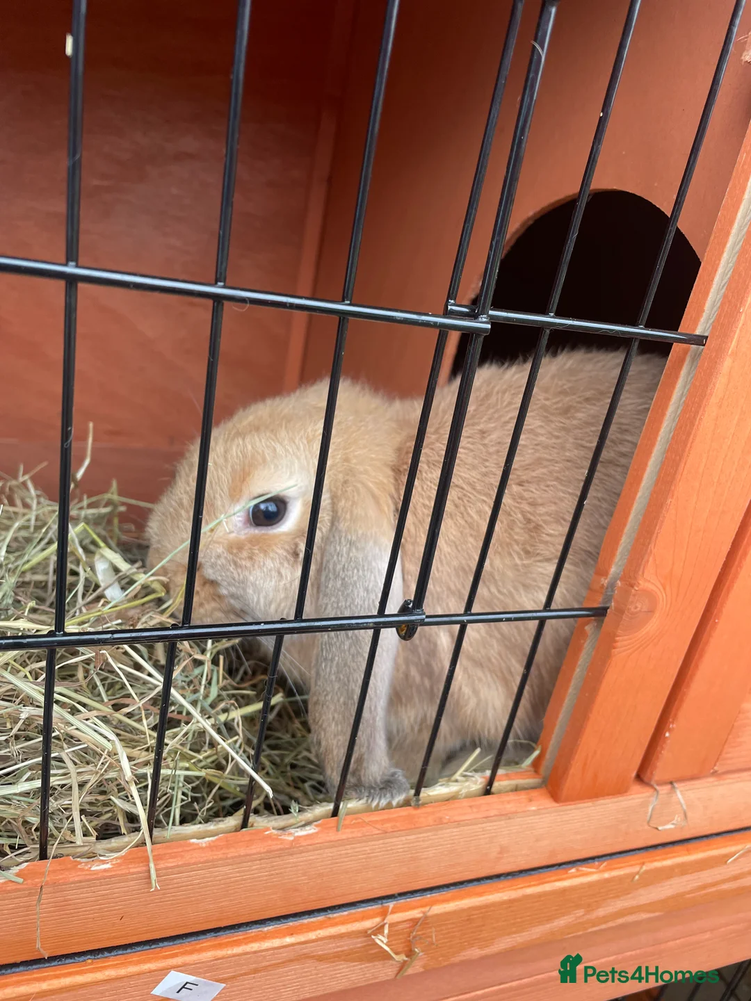 Mini Lop rabbits for sale: 2 rabbits for sale  - Advert 5
