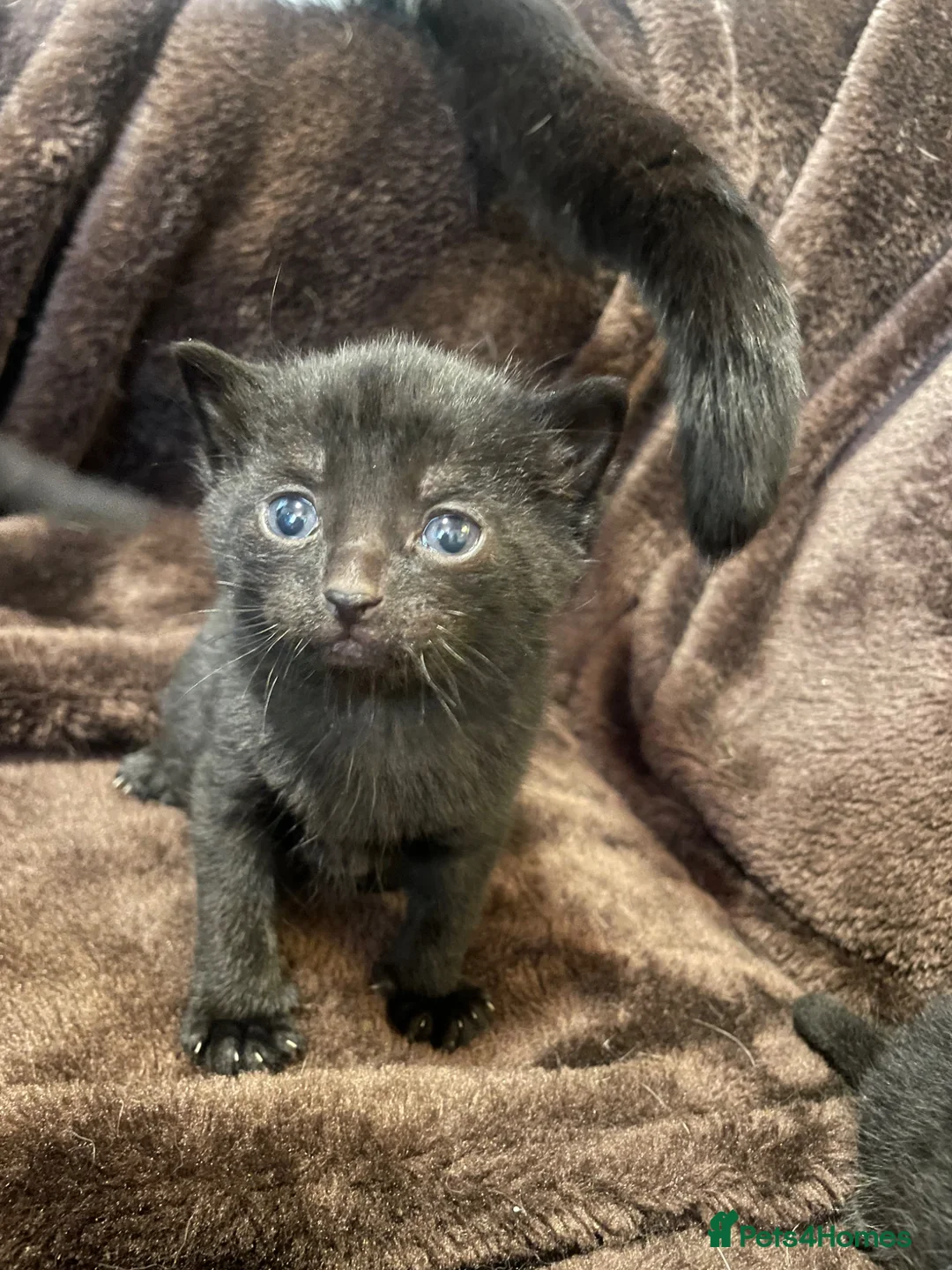 British Shorthair cats for sale: 1 male & 1 female kitten  in Sheffield - Advert 3