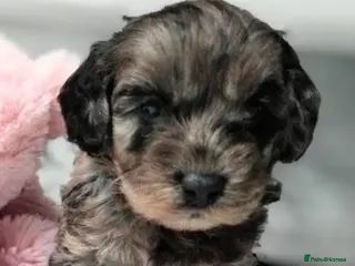 Cavapoo dogs Stunning F2B Cavapoo's Health Tested - Advert 5