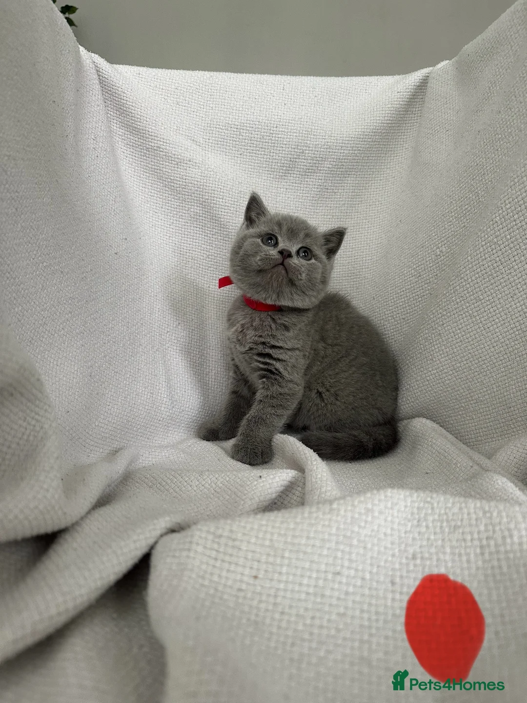 British Shorthair cats for sale: British shorthair kittens for sale  - Advert 2