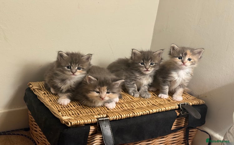 Maine Coon cats - Advert 12
