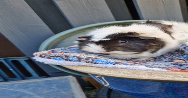 Guinea Pig rodents - Advert 12