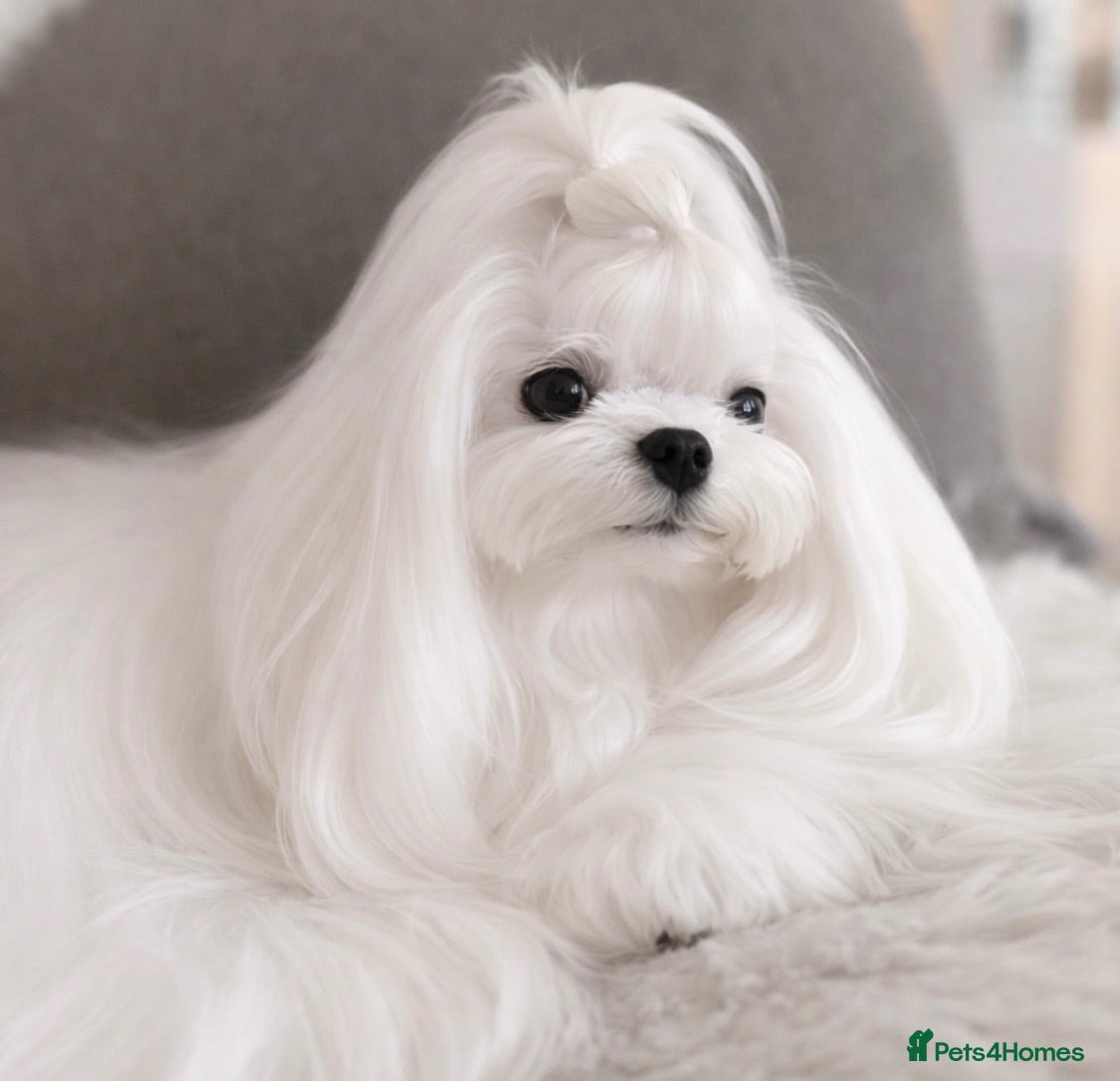 Maltese dogs Bambelina~ Simply The Best~ Korean Maltese - Advert 1