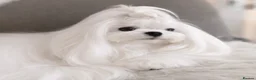 Maltese dogs for sale: Bambelina~ Simply The Best~ Korean Maltese in Stratford-upon-Avon - Advert 14