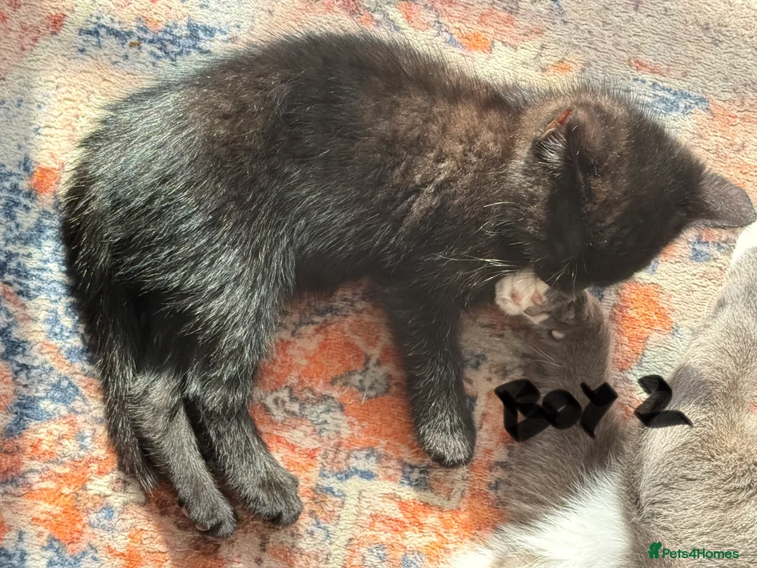 Mixed Breed cats for sale: Chocolate brown tabby kittens 🐱  - Advert 6